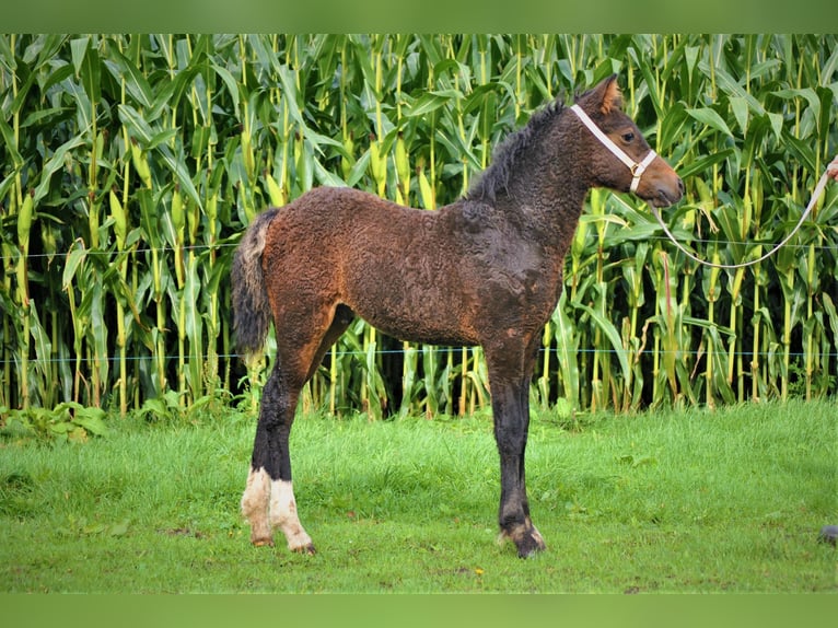 Kuc walijski partbred Wałach 5 lat 138 cm Gniada in Ruinen