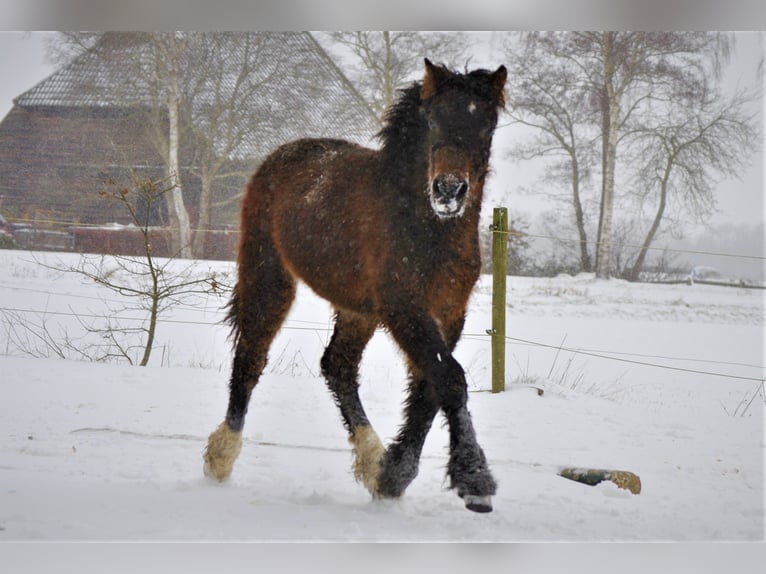 Kuc walijski partbred Wałach 5 lat 138 cm Gniada in Ruinen