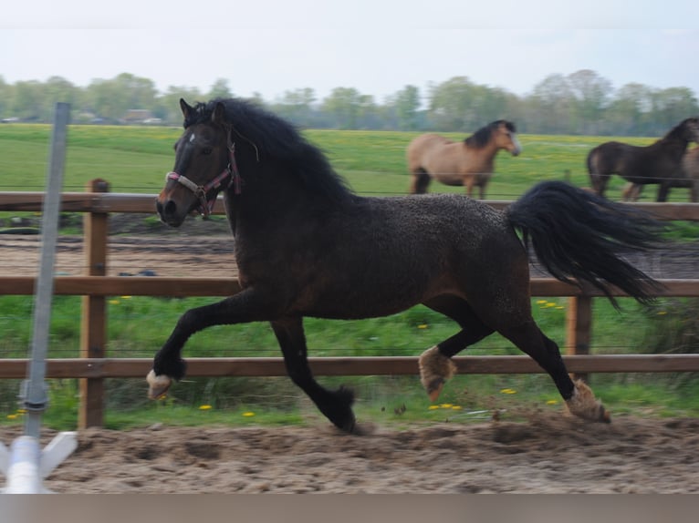 Kuc walijski partbred Wałach 5 lat 138 cm Gniada in Ruinen