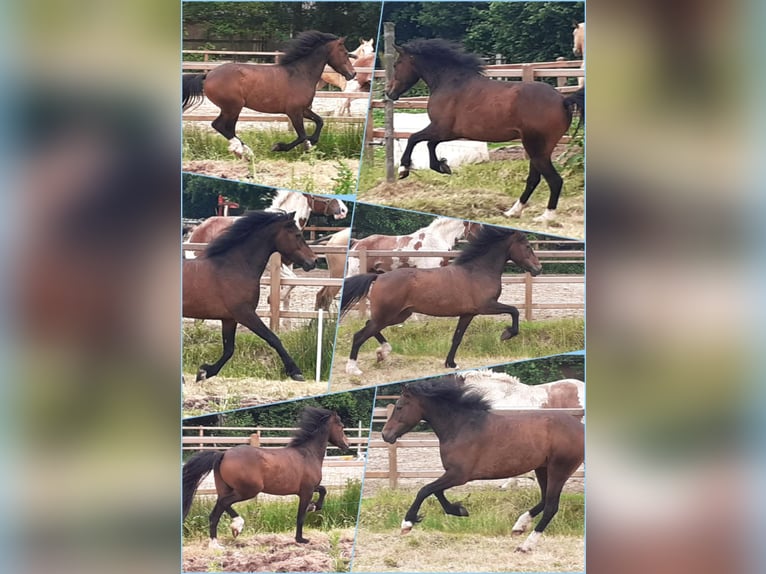 Kuc walijski partbred Wałach 5 lat 138 cm Gniada in Ruinen