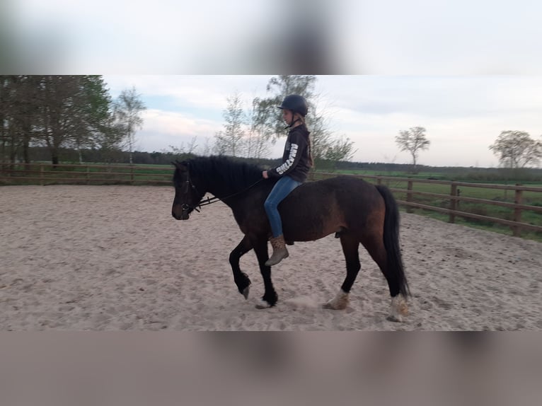 Kuc walijski partbred Wałach 5 lat 138 cm Gniada in Ruinen