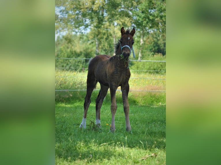 Kuc walijski partbred Wałach 5 lat 138 cm Gniada in Ruinen