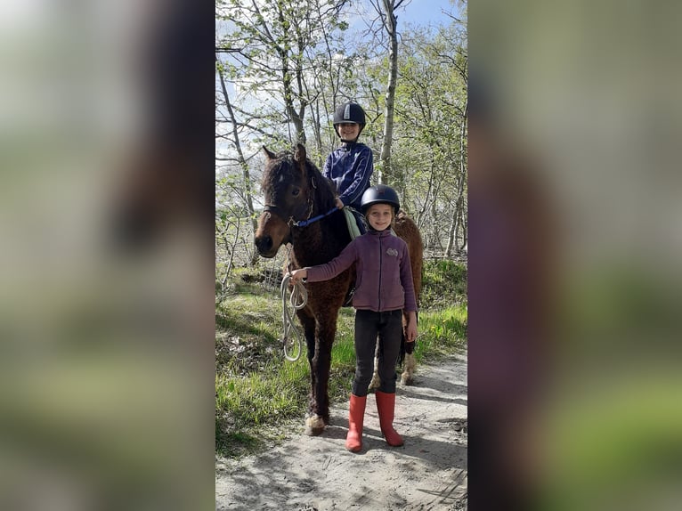 Kuc walijski partbred Wałach 5 lat 138 cm Gniada in Ruinen