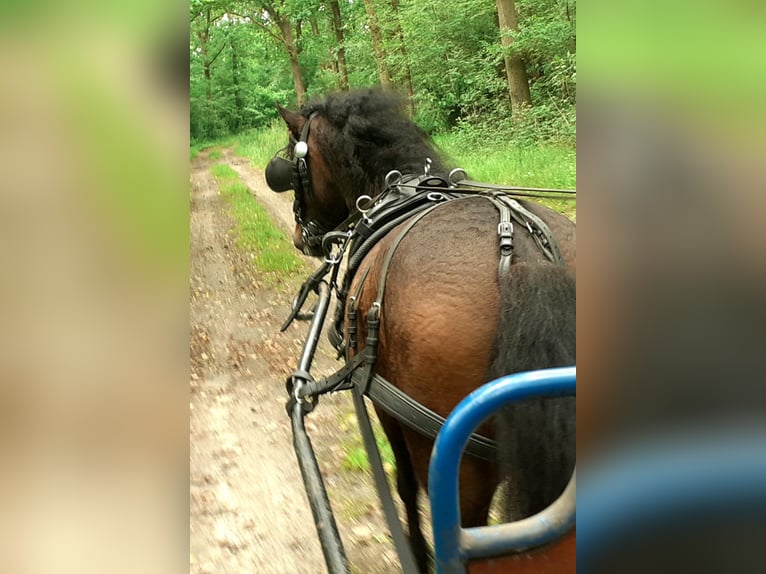 Kuc walijski partbred Wałach 5 lat 138 cm Gniada in Ruinen