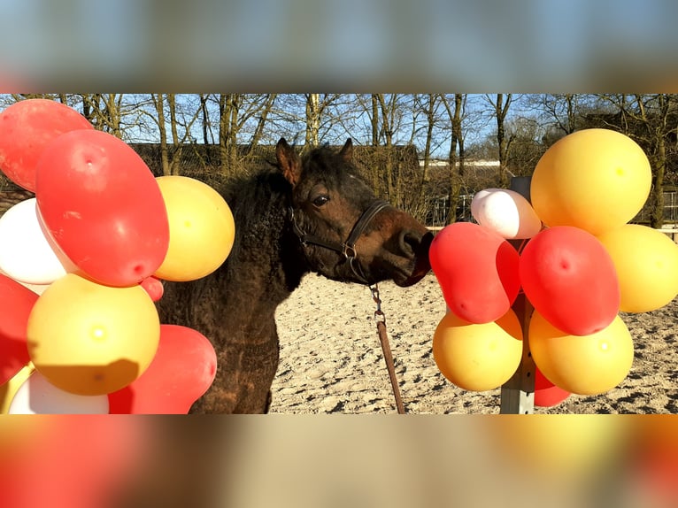 Kuc walijski partbred Wałach 5 lat 138 cm Gniada in Ruinen