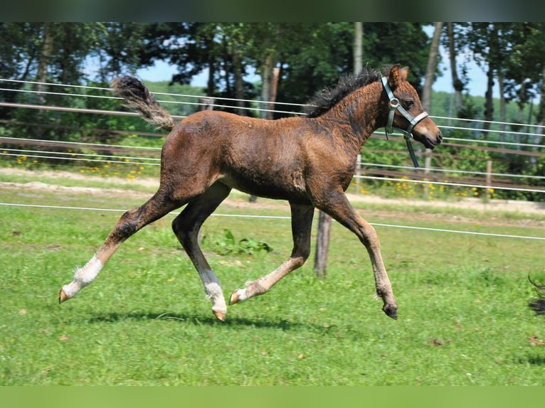 Kuc walijski partbred Wałach 5 lat 138 cm Gniada in Ruinen