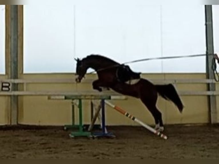 Kuc walijski partbred Wałach 5 lat 147 cm Gniada in Borgo San Dalmazzo
