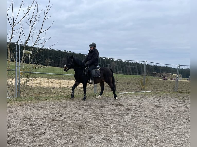 Kuc walijski partbred Wałach 6 lat 137 cm Ciemnogniada in Deuerling