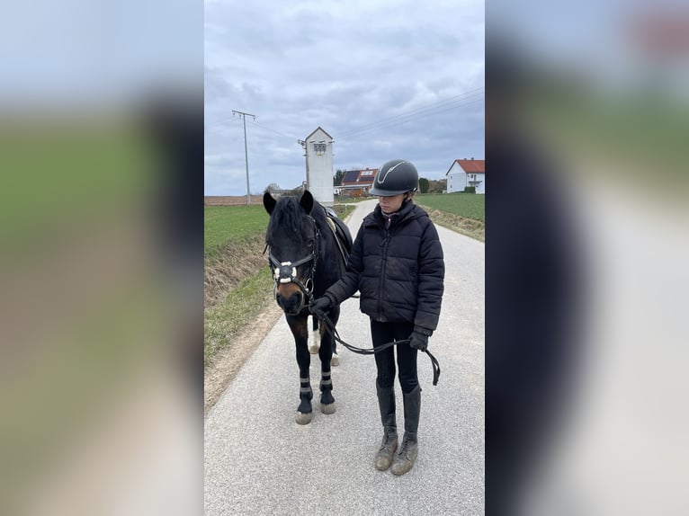 Kuc walijski partbred Wałach 6 lat 137 cm Ciemnogniada in Deuerling