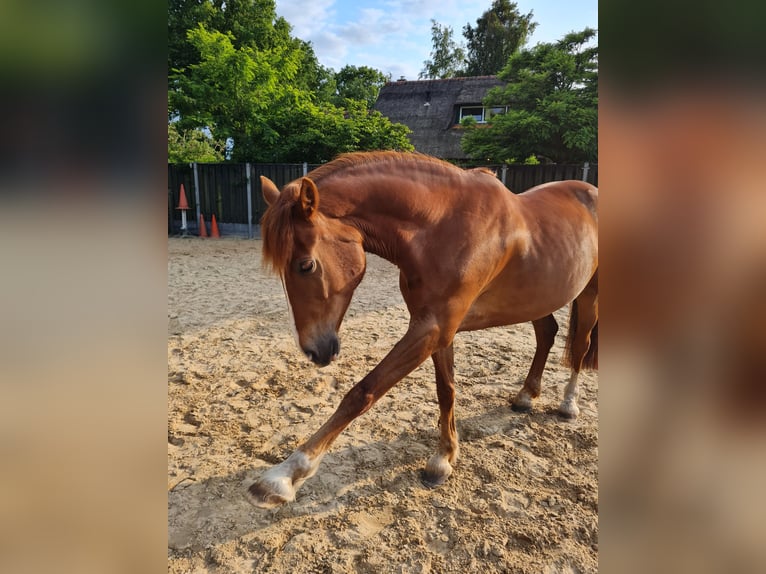 Kuc walijski partbred Mix Wałach 7 lat 162 cm Kasztanowata in Uffelte