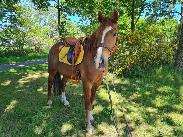 Kuc walijski partbred Mix Wałach 7 lat 162 cm Kasztanowata in Uffelte