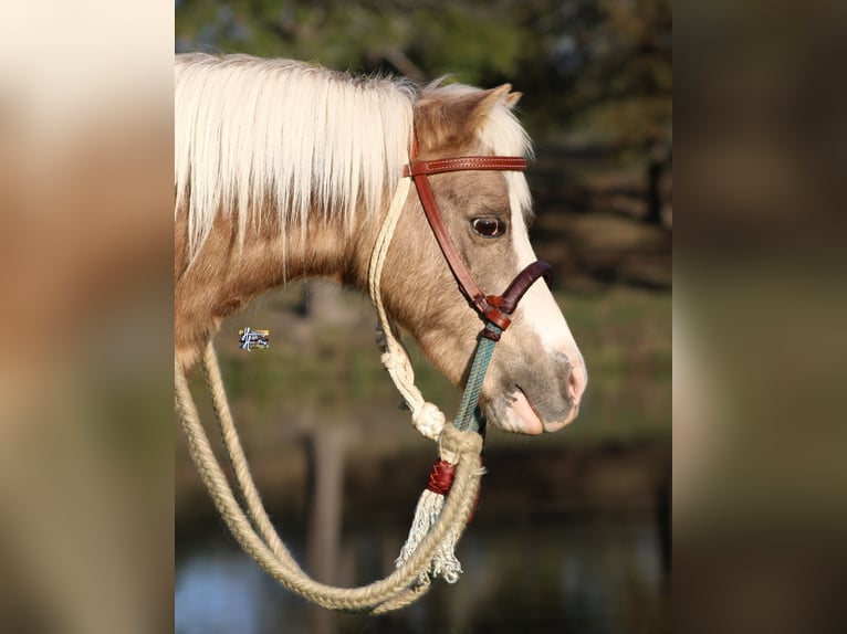 Kuc walijski partbred Mix Wałach 10 lat 107 cm in Elkhart