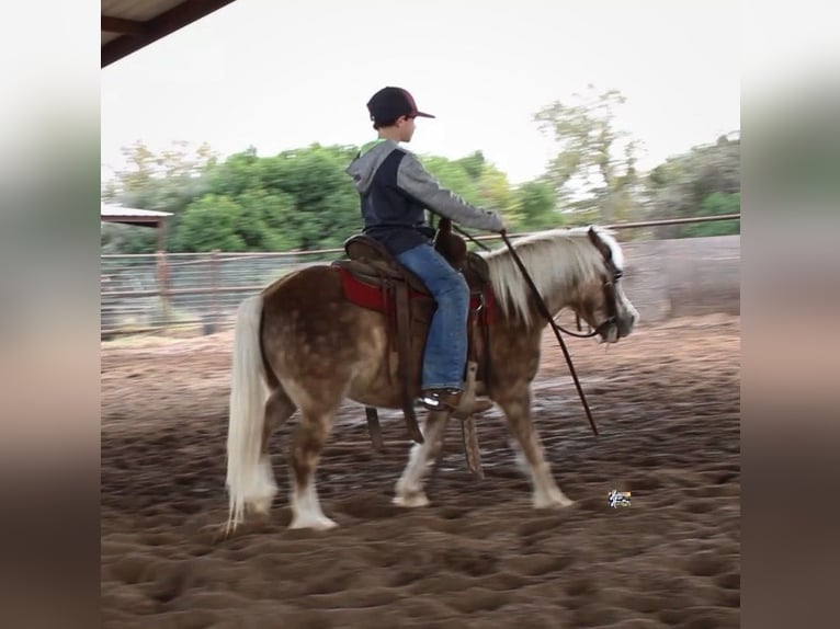 Kuc walijski partbred Mix Wałach 10 lat 107 cm in Elkhart