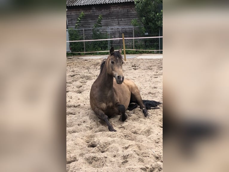 Kuc walijski partbred Wałach 13 lat 155 cm in Nieuwveen