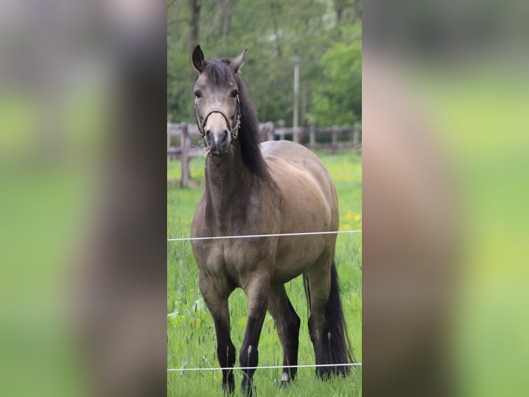 Kuc walijski partbred Wałach 13 lat 155 cm in Nieuwveen