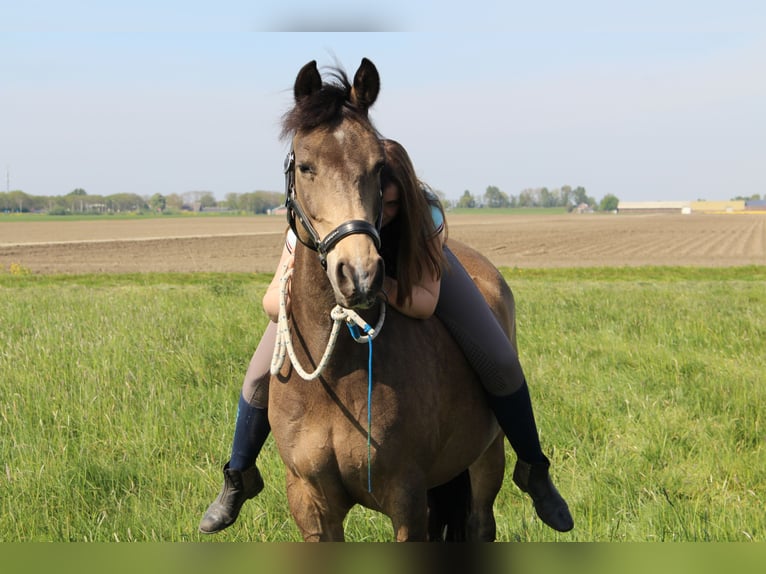 Kuc walijski partbred Wałach 13 lat 155 cm in Nieuwveen