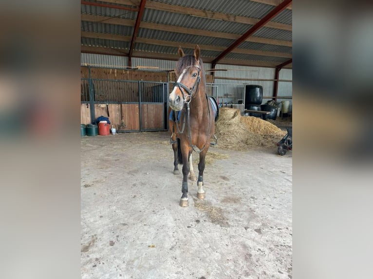 Kuc walijski partbred Wałach 17 lat 154 cm Gniada in Nieuw-Schoonebeek