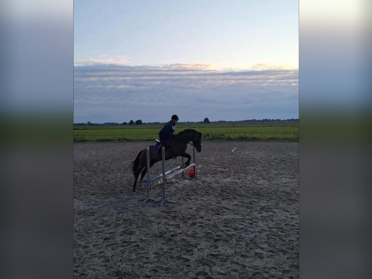 Kuc walijski partbred Wałach 17 lat 154 cm Gniada in Nieuw-Schoonebeek