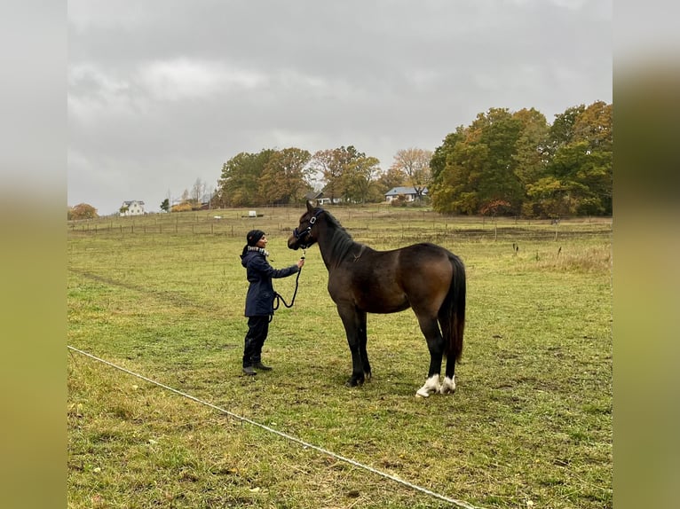 Kuc walijski partbred Wałach 2 lat 142 cm Gniada in Nättraby, Blekinge