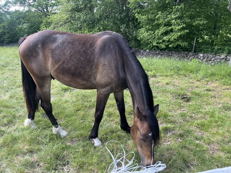 Kuc walijski partbred Wałach 2 lat 142 cm Gniada in Nättraby, Blekinge