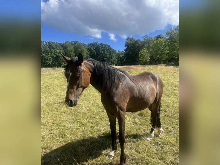 Kuc walijski partbred Wałach 2 lat 142 cm Gniada in Nättraby, Blekinge