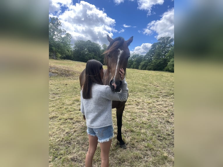 Kuc walijski partbred Wałach 2 lat 142 cm Gniada in Nättraby, Blekinge