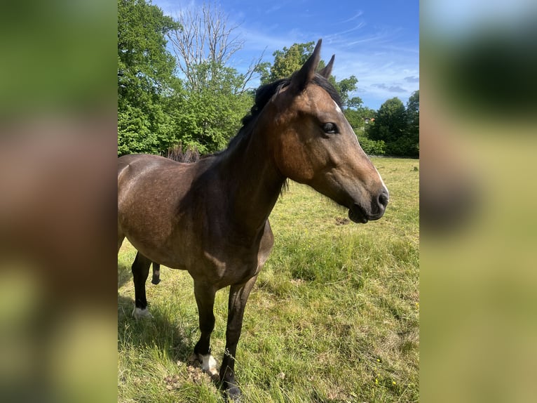 Kuc walijski partbred Wałach 2 lat 142 cm Gniada in Nättraby, Blekinge