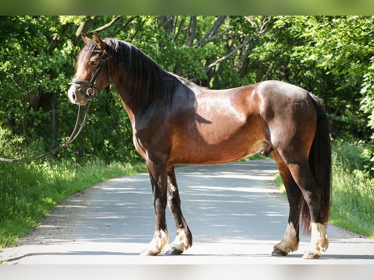 Kuc walijski partbred Wałach 2 lat 155 cm Ciemnogniada in Nepomuk