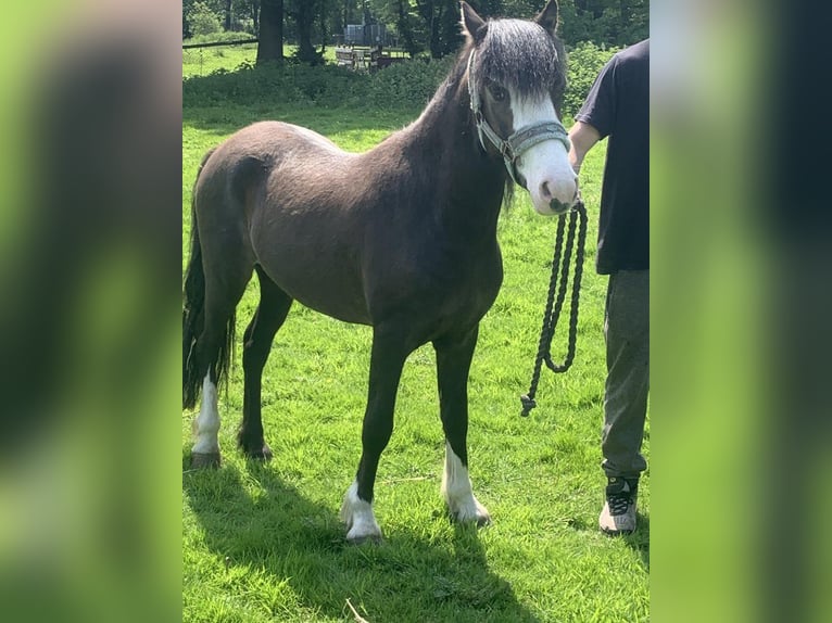 Kuc walijski partbred Wałach 3 lat 122 cm Ciemnogniada in Kent