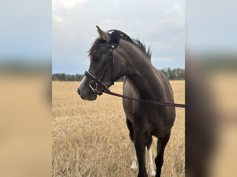 Kuc walijski partbred Wałach 3 lat 136 cm Siwa in Enköping