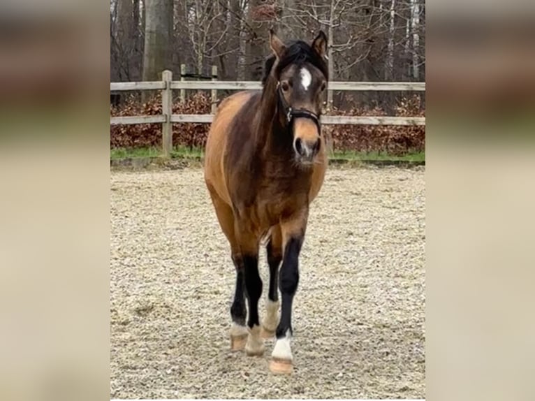 Kuc walijski partbred Wałach 3 lat 147 cm Bułana in Kleve