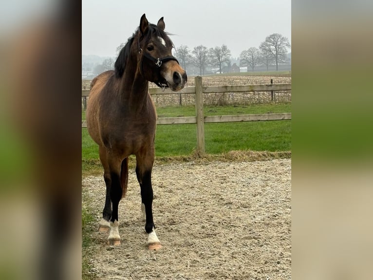 Kuc walijski partbred Wałach 3 lat 147 cm Bułana in Kleve