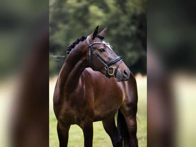 Kuc walijski partbred Wałach 3 lat 151 cm Skarogniada in Didam