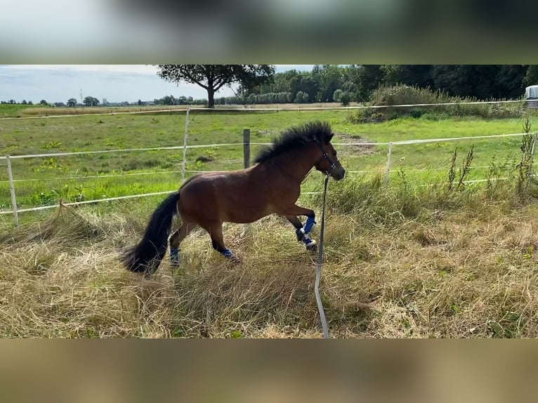 Kuc walijski partbred Wałach 5 lat 100 cm Ciemnogniada in Baak