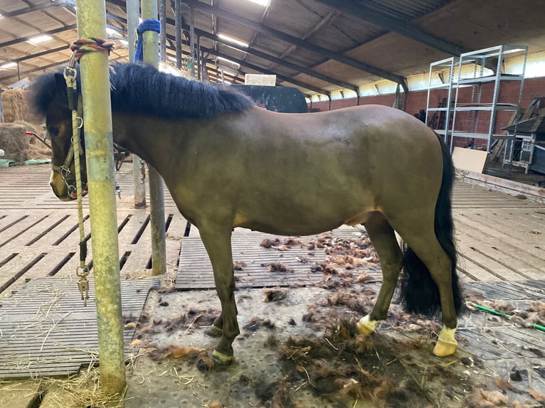 Kuc walijski partbred Wałach 5 lat 100 cm Ciemnogniada in Baak