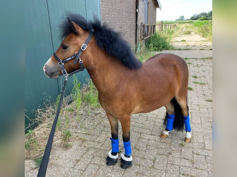 Kuc walijski partbred Wałach 5 lat 100 cm Ciemnogniada in Baak