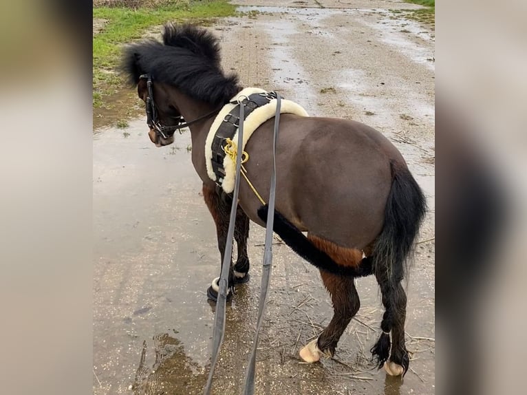 Kuc walijski partbred Wałach 5 lat 100 cm Ciemnogniada in Baak