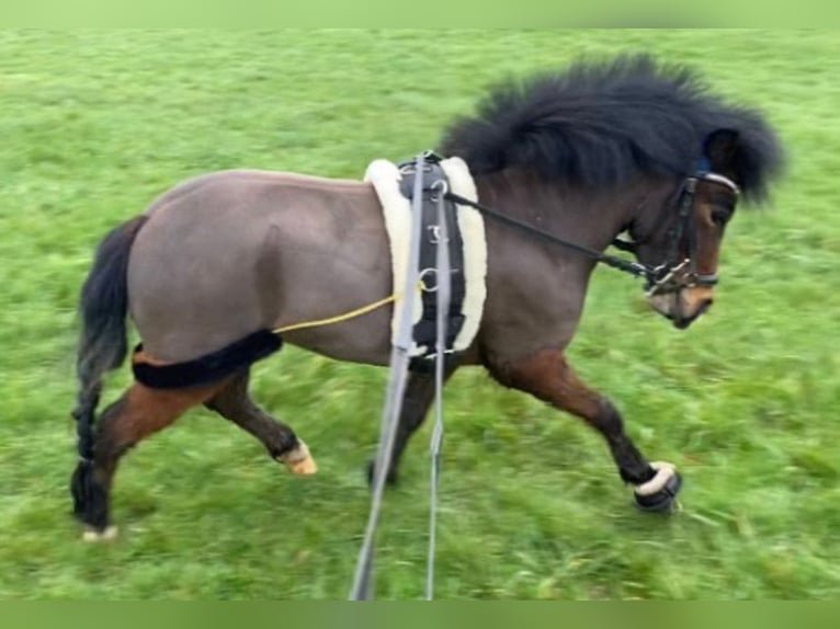 Kuc walijski partbred Wałach 5 lat 100 cm Ciemnogniada in Baak