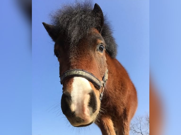 Kuc walijski partbred Wałach 5 lat 100 cm Ciemnogniada in Baak