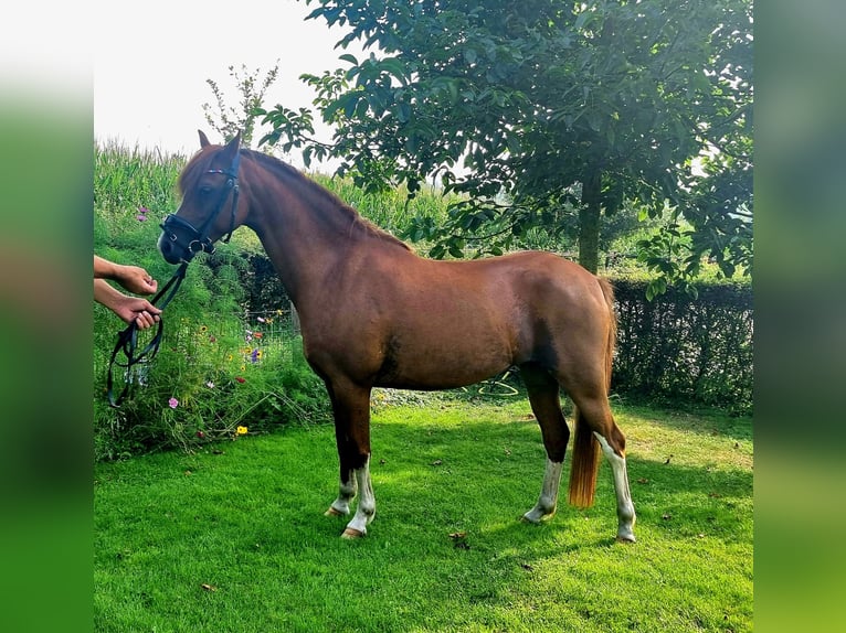 Kuc walijski partbred Wałach 5 lat 133 cm Kasztanowata in Holten