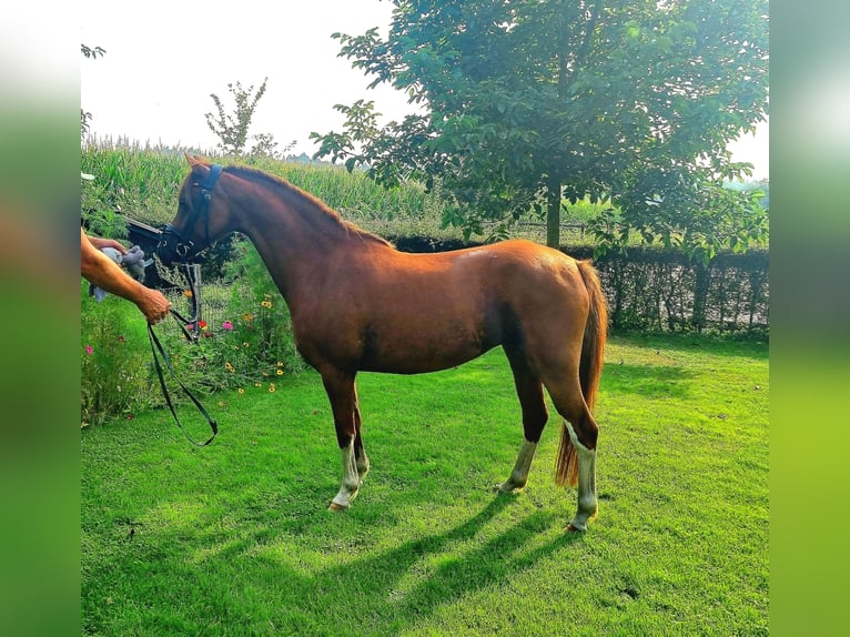 Kuc walijski partbred Wałach 5 lat 133 cm Kasztanowata in Holten