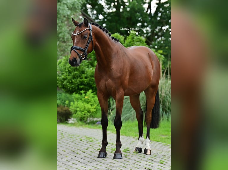 Kuc walijski partbred Wałach 5 lat Ciemnogniada in Veldhoven