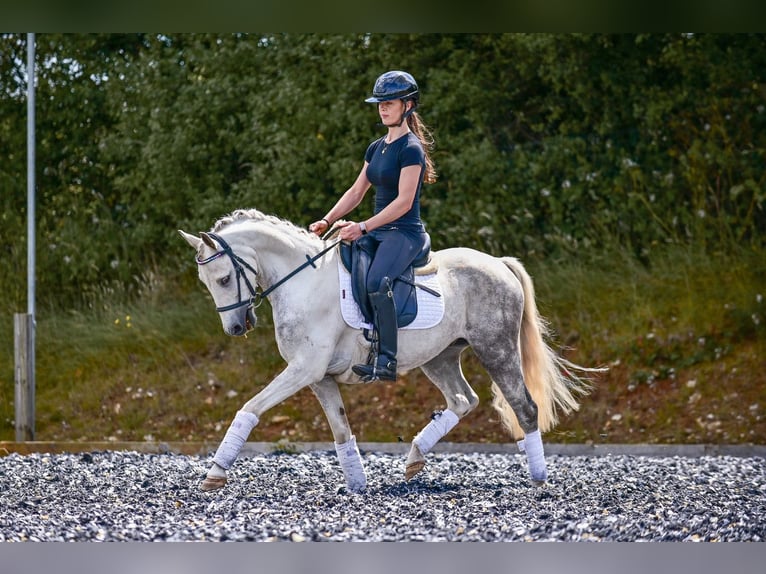 Kuc walijski partbred Wałach 6 lat 142 cm Stalowosiwy in Wiltshire