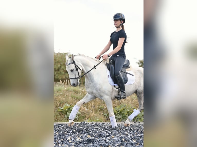 Kuc walijski partbred Wałach 6 lat 142 cm Stalowosiwy in Wiltshire