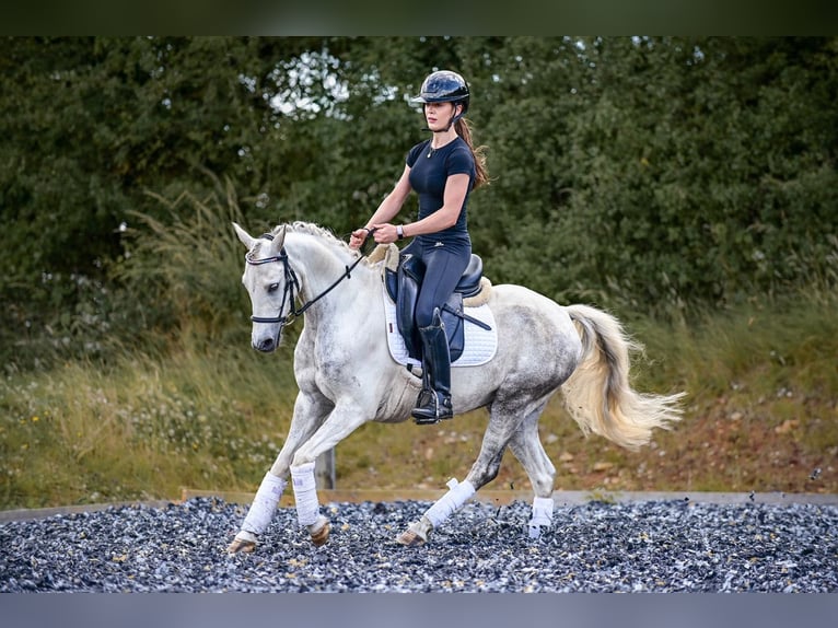 Kuc walijski partbred Wałach 6 lat 142 cm Stalowosiwy in Wiltshire