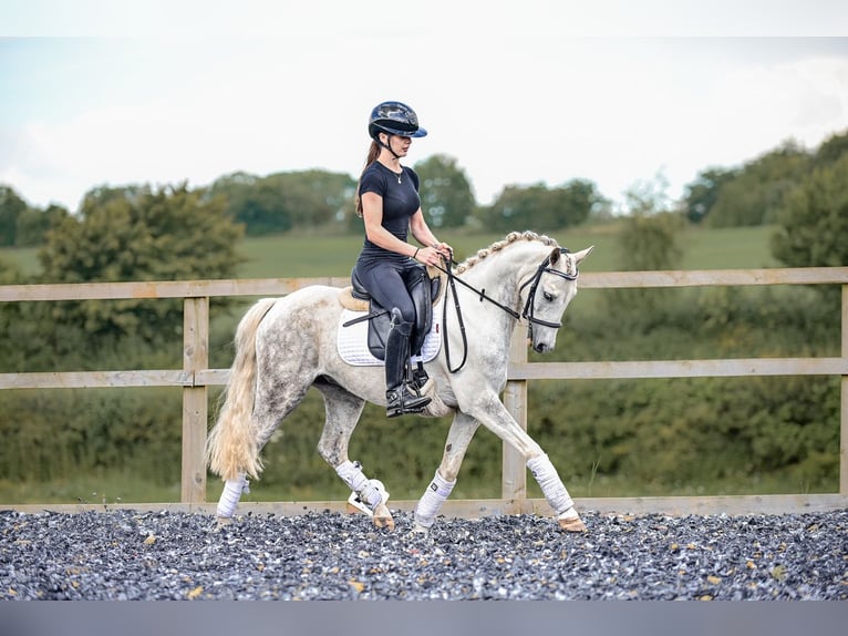 Kuc walijski partbred Wałach 6 lat 142 cm Stalowosiwy in Wiltshire