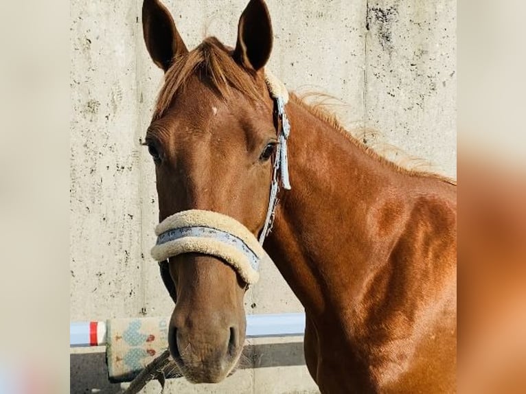 Kuc walijski partbred Wałach 6 lat 146 cm Ciemnokasztanowata in Sligo