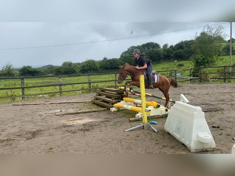 Kuc walijski partbred Wałach 6 lat 146 cm Ciemnokasztanowata in Sligo