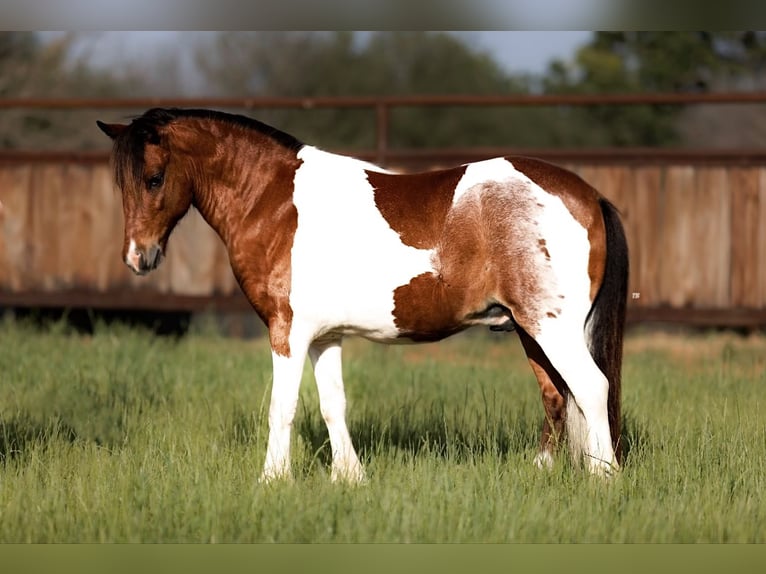 Kuc walijski partbred Mix Wałach 7 lat 102 cm Srokata in Weatherford