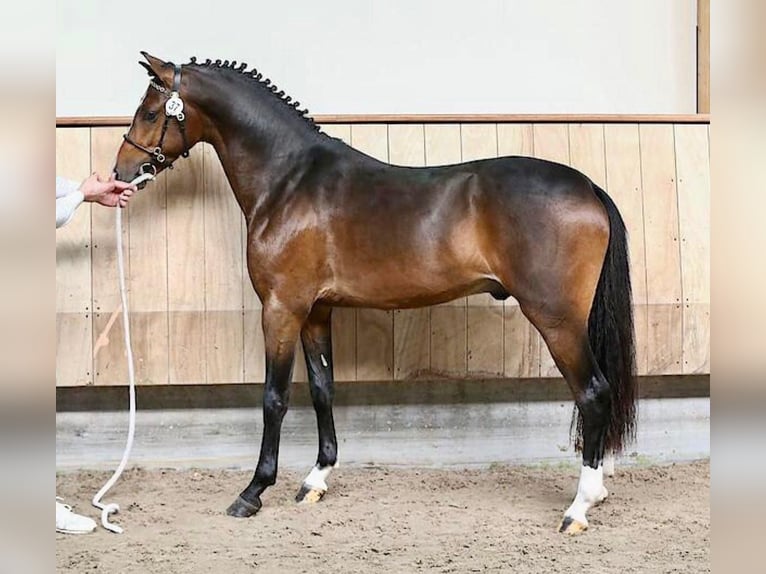 Kuc walijski partbred Wałach 7 lat 146 cm Gniada in Heiloo